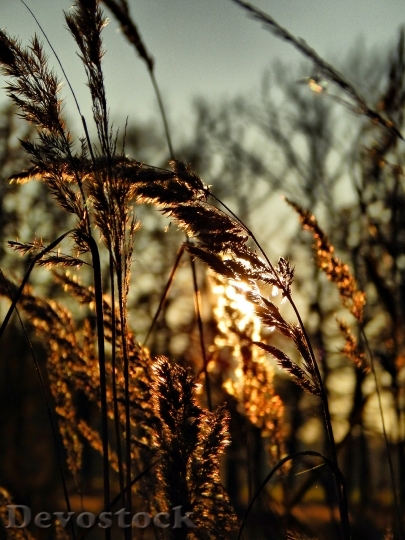 Devostock Grass Sun Sunset Landscape