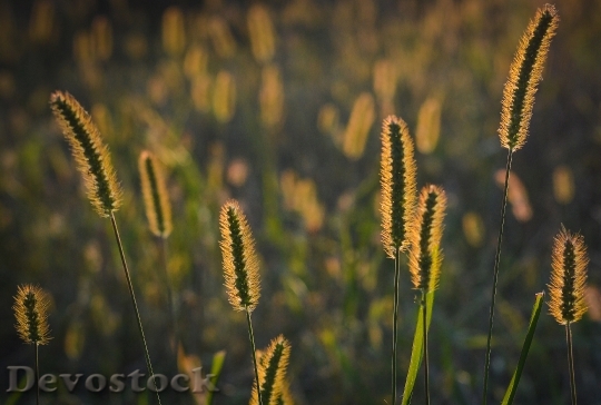 Devostock Grass Sunset Nature Sun