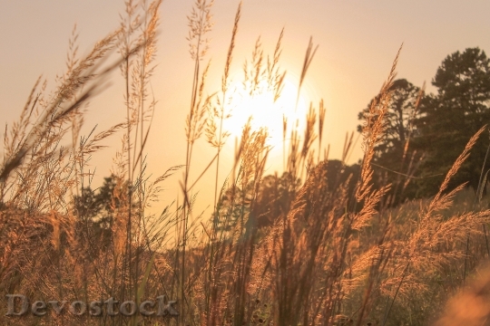 Devostock Grass Vegetation Sunset Meadow