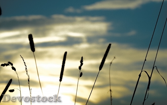 Devostock Grasses Sunset Landscape Plant