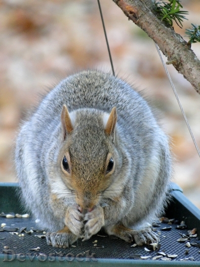 Devostock Gray Squirrel Animals Wildlife