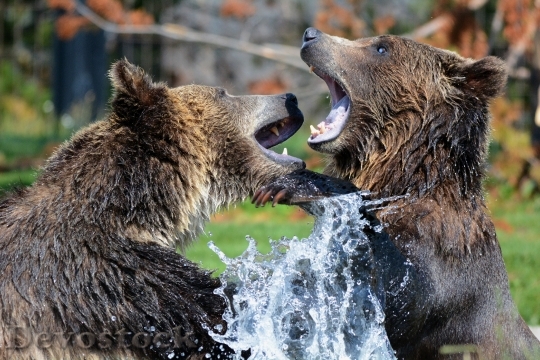 Devostock Grizzly Bears Playing Sparring 63325.jpeg