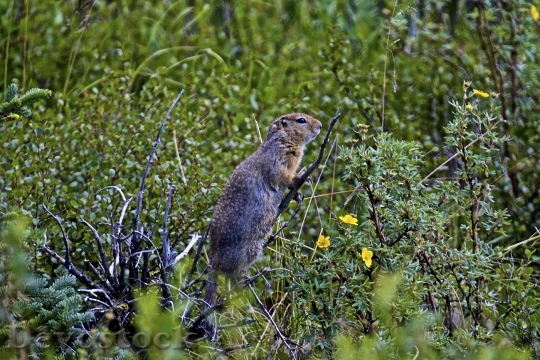 Devostock Ground Squirrel Alaska Wildlife