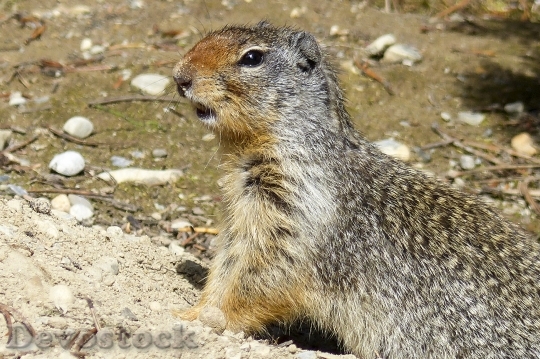 Devostock Ground Squirrel Animal Mammal