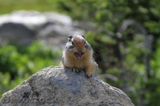 Devostock Ground Squirrel Animal Rock