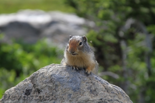 Devostock Ground Squirrel Animal Rocks 1