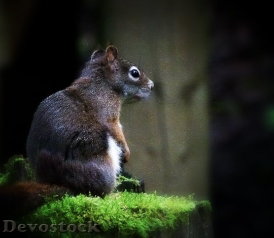 Devostock Ground Squirrel Animal Wildlife