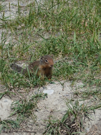 Devostock Ground Squirrel Rodent Mammal 0