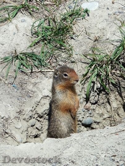 Devostock Ground Squirrel Rodent Mammal