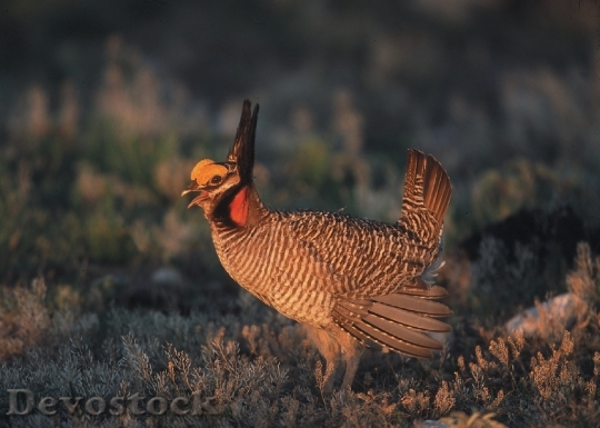 Devostock Grouse Prairie Chicken Bird