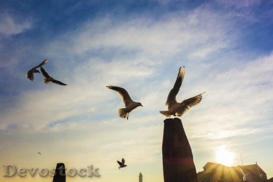 Devostock Gulls Venice Pile Murano