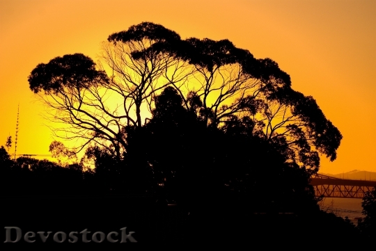 Devostock Gum Tree At Sunset