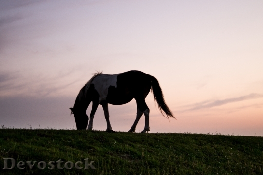 Devostock Horse Sunset Silhouette Grazing