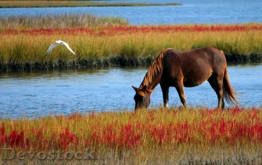 Devostock Horse Wild Horse Marsh Pony Swamp 85681.jpeg