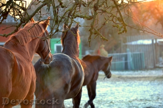 Devostock Horses Sunset Landscape Nature