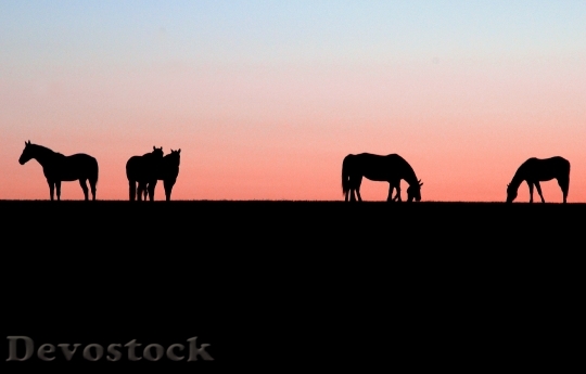 Devostock Horses Sunset Nature Equestrian