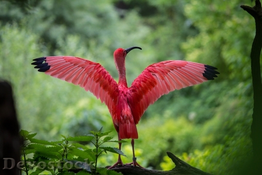 Devostock Ibis Bird Red Animals 158471.jpeg