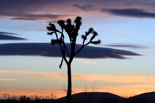Devostock Joshua Tree Sunset Landscape 1