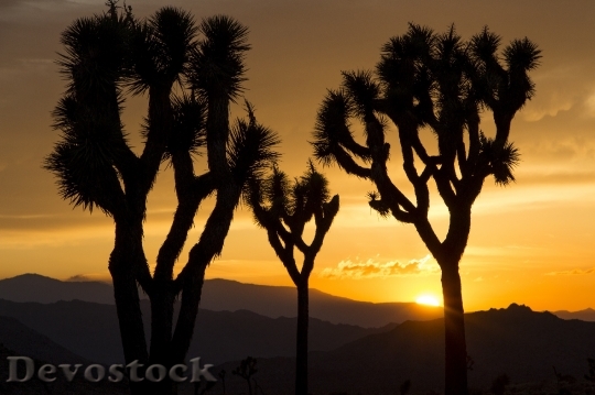 Devostock Joshua Trees Sunset Landscape 3