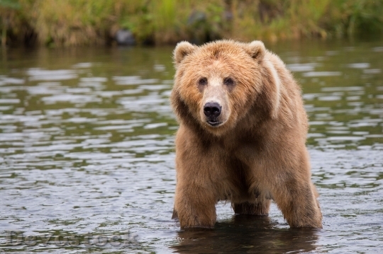 Devostock Kodiak Brown Bear Adult Portrait Wildlife 158109.jpeg
