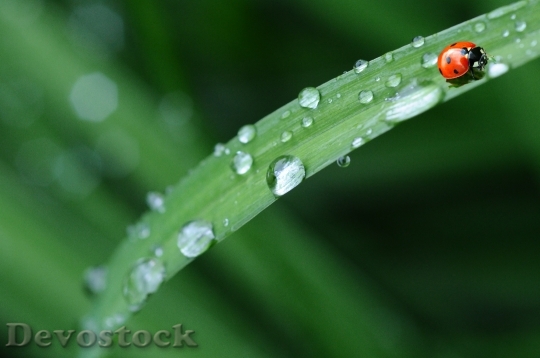 Devostock Ladybug Drop Of Water Rain Leaf 40731.jpeg