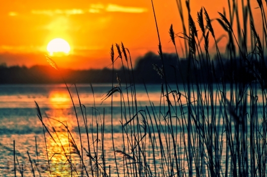 Devostock Lake Reeds Sunset Landscape