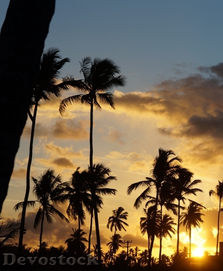 Devostock Landscape Coconut Tree Sunset