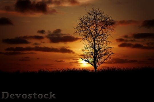Devostock Landscape Meadow Tree Sunset