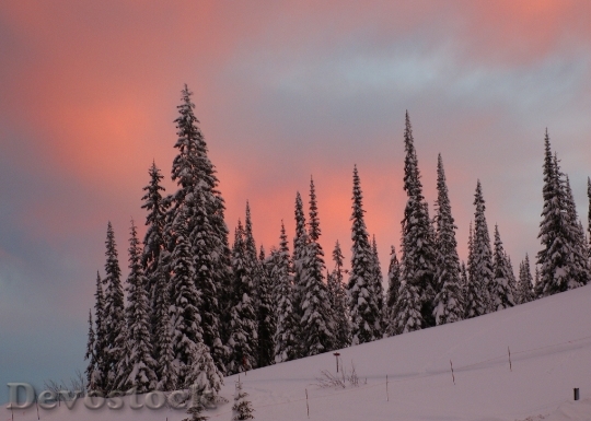 Devostock Landscape Snow Scene Trees