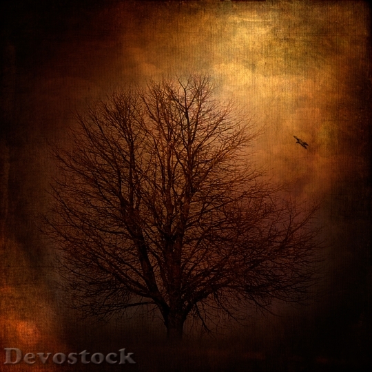 Devostock Landscape Tree Nature Bird 0