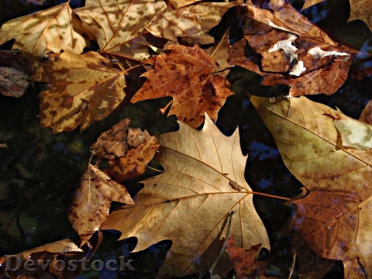 Devostock Leaves Autumn Autumn Leaves 0