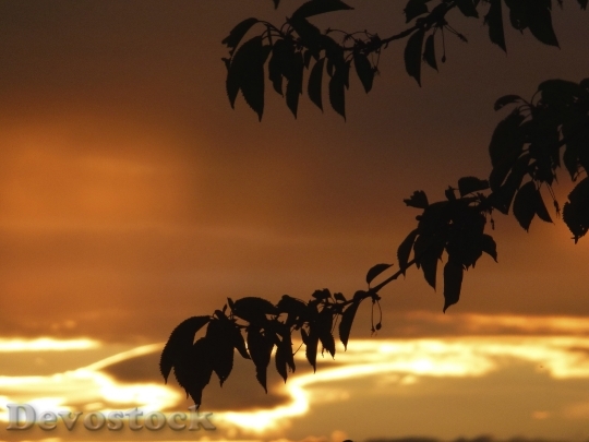Devostock Leaves Branch Sun Nature