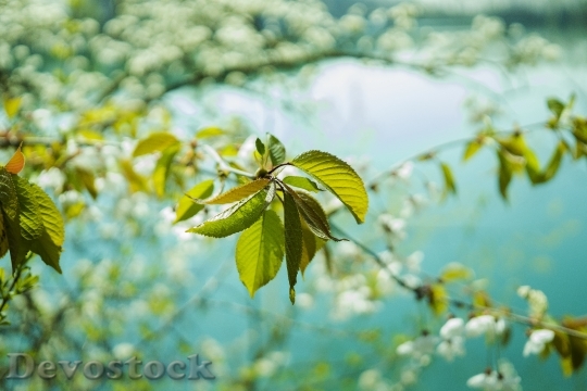 Devostock Leaves Cherry Green Leaf 958660.jpeg