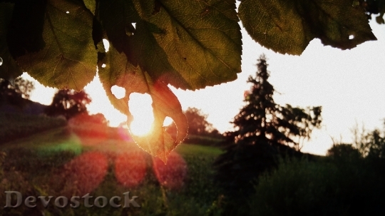 Devostock Leaves Sun Sunset Plant