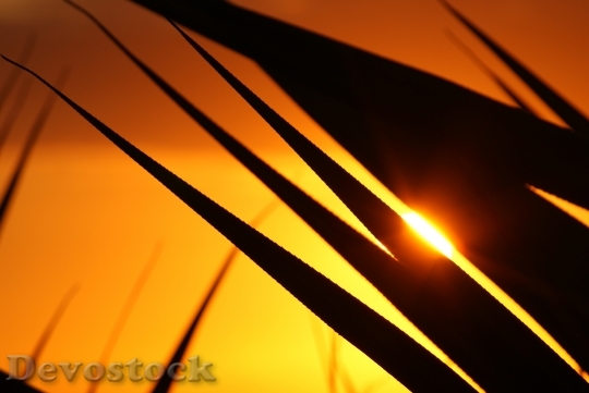 Devostock Leaves Sunset Meeting Sun 0