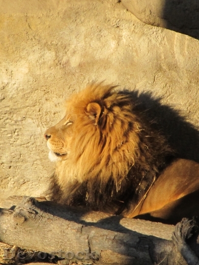 Devostock Lion Male Wildlife Nature