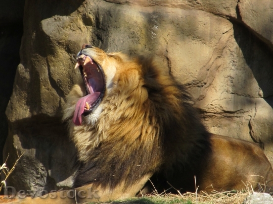 Devostock Lion Yawning Male Wildlife 0