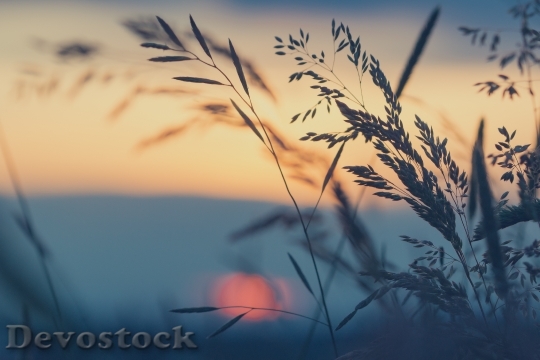 Devostock Meadow Grasses Sunset Nature