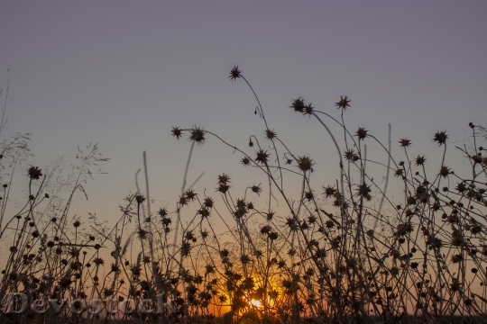 Devostock Meadow Sunset Grass Autumn