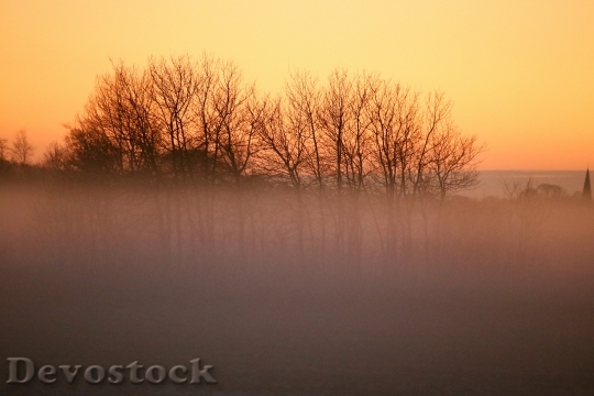 Devostock Mist Nature Landscapes Tree