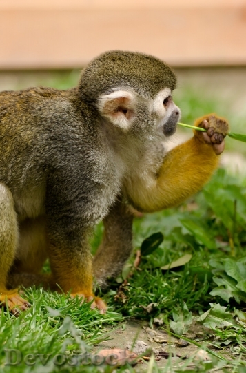 Devostock Monkey Amazon Squirrel Rainforest 0