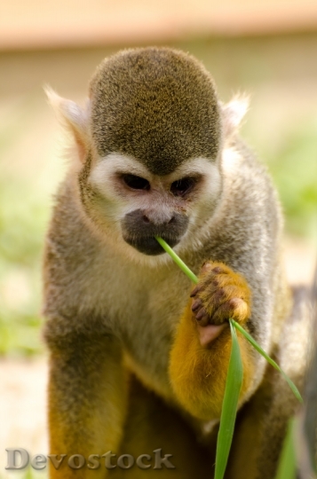 Devostock Monkey Amazon Squirrel Rainforest 1