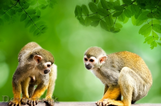 Devostock Monkey Amazon Squirrel Rainforest