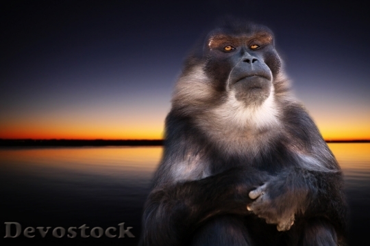 Devostock Monkey Nature Sunset Animal