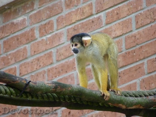 Devostock Monkey Squirrel Monkey Climb 0