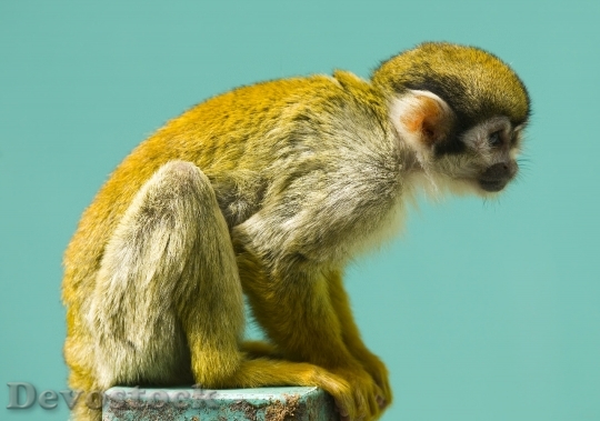Devostock Monkey Squirrel Primate Mammal
