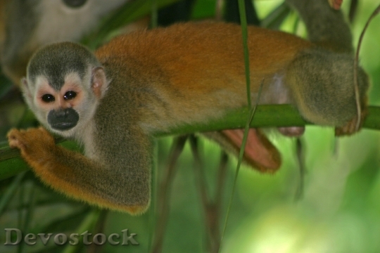 Devostock Monkey Squirrel Primate Wildlife