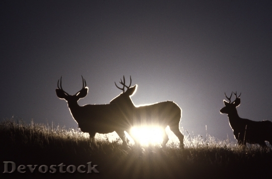Devostock Mule Deer Bucks Herd