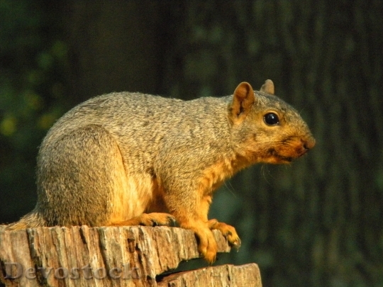 Devostock Nature Animal Squirrel Wildlife
