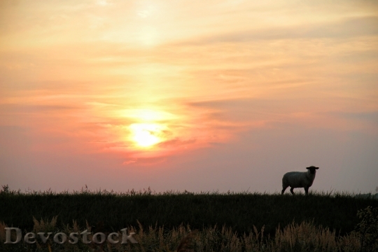 Devostock Nature Dike Sheep Sun